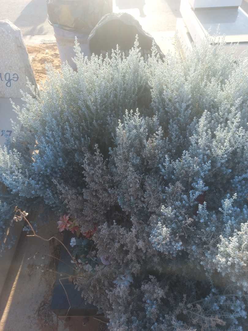 קברו של מיכאל זף. תמונה 1