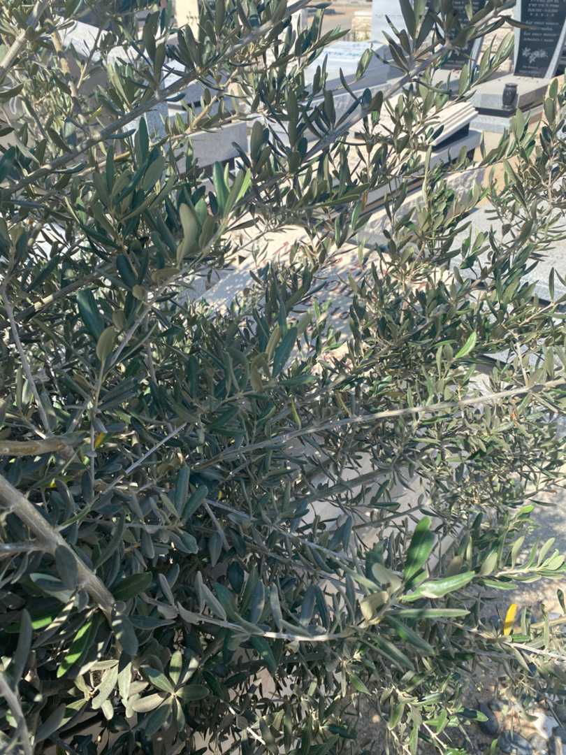 קברו של סילביה אוחיון ביטון. תמונה 1