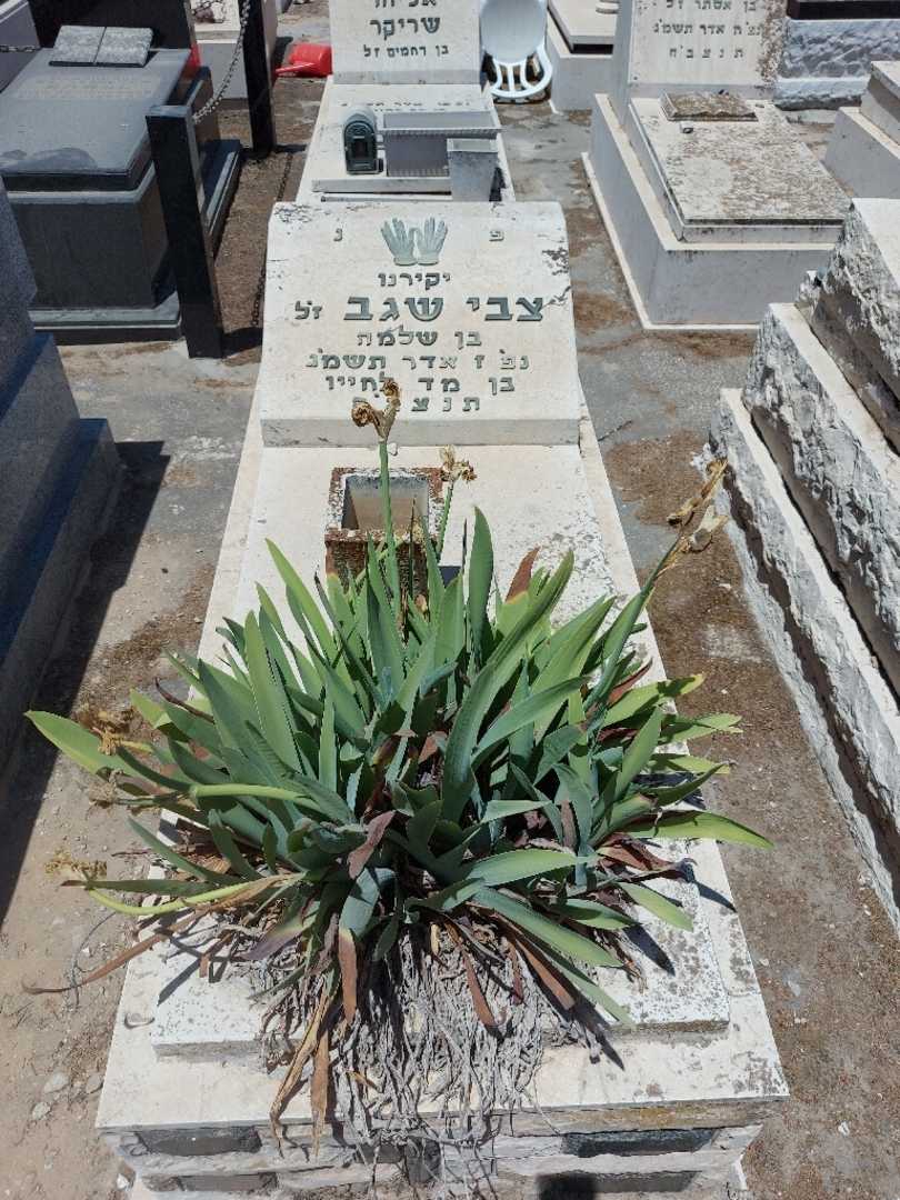 קברו של צבי שגב