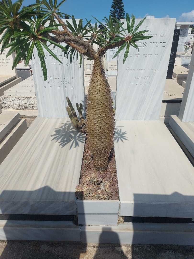 קברו של סימון אברהם. תמונה 2