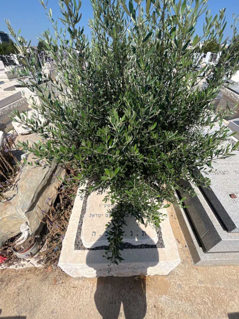 קברו של בתיה סביון. תמונה 2