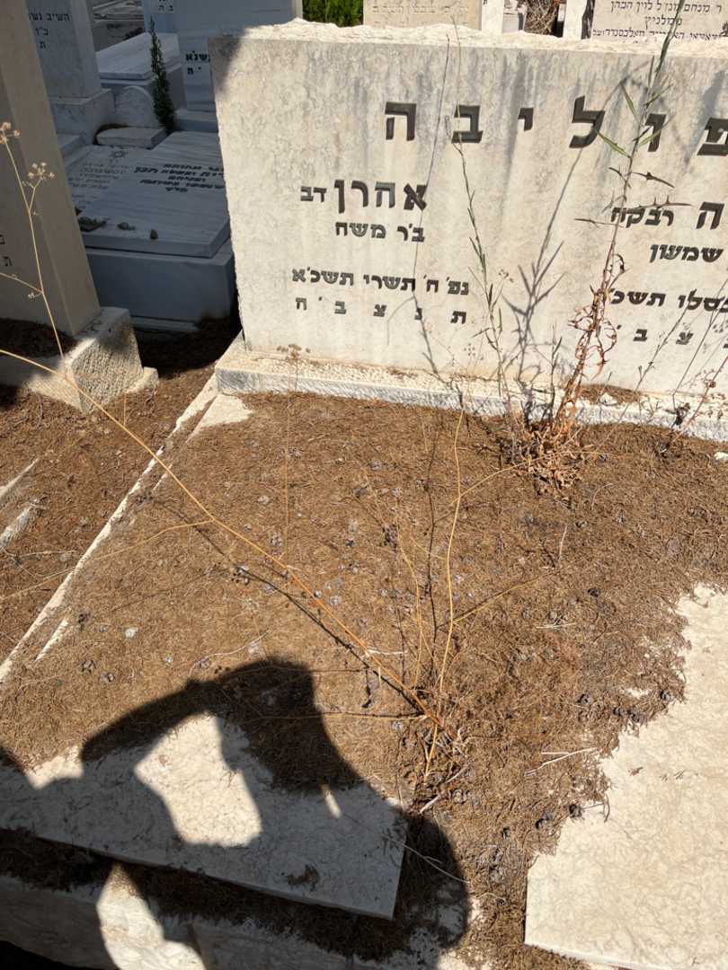 קברו של אהרן "דב" פוליבה. תמונה 2