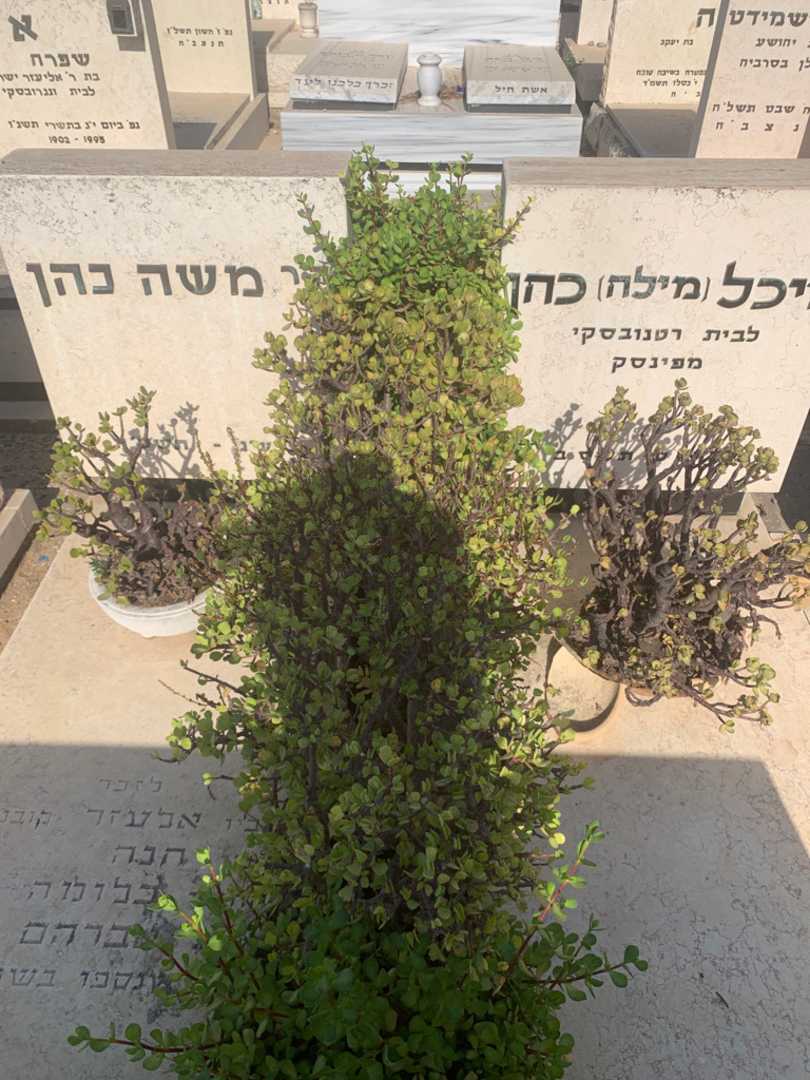 קברו של מיכל "מילה" כהן. תמונה 3