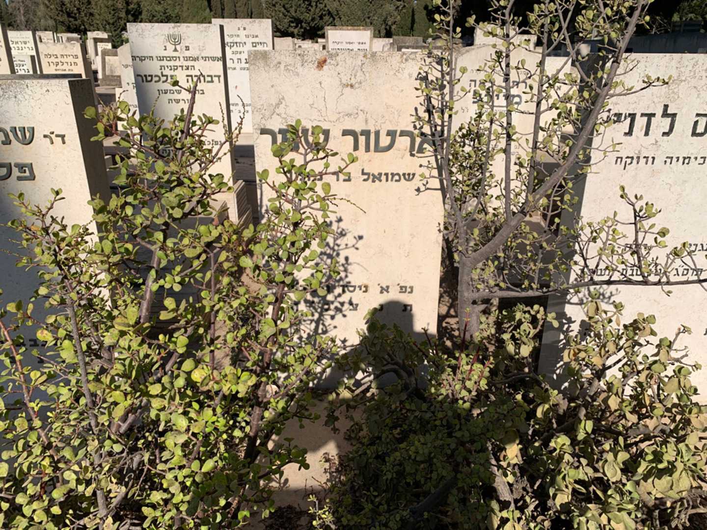 קברו של ארטור שפר. תמונה 1