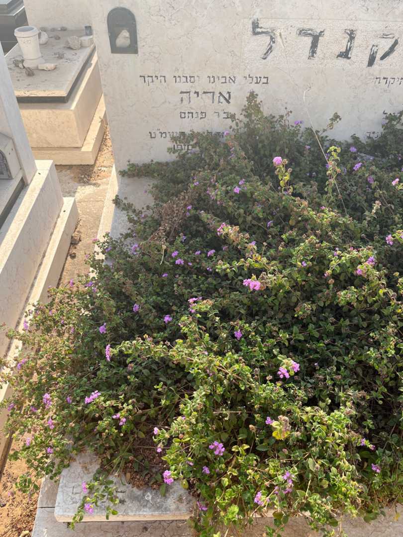 קברו של אריה קנדל. תמונה 1