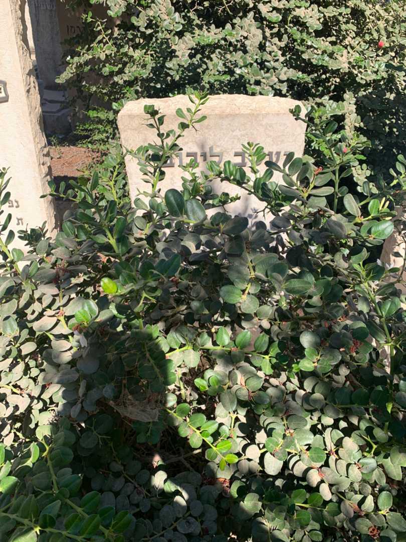 קברו של יעקב ליבוביץ. תמונה 1