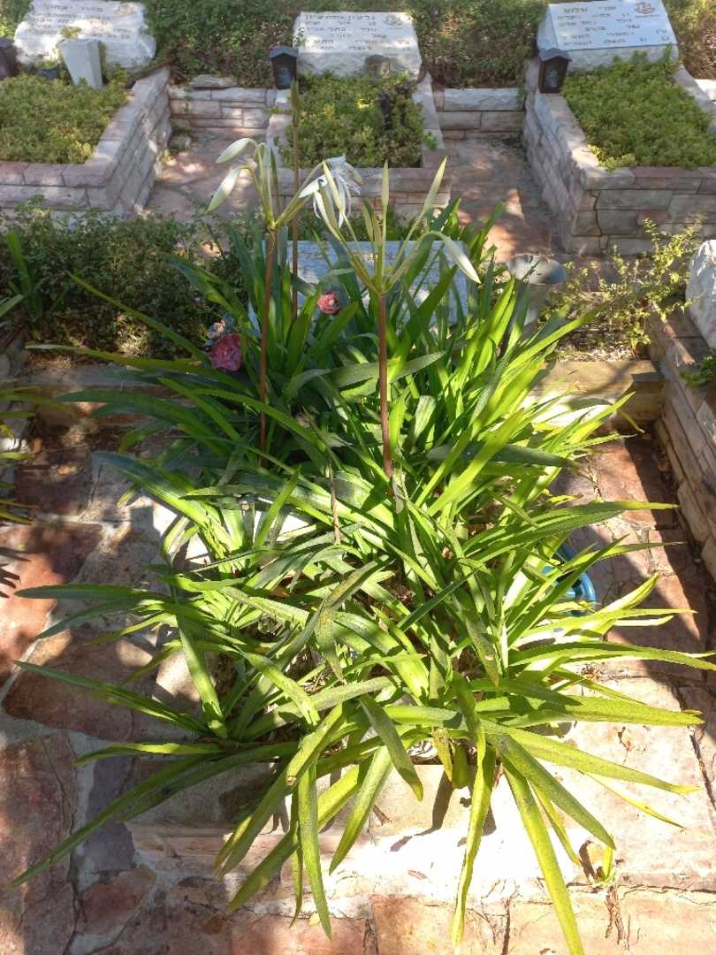 קברו של אברהם מלכה. תמונה 1