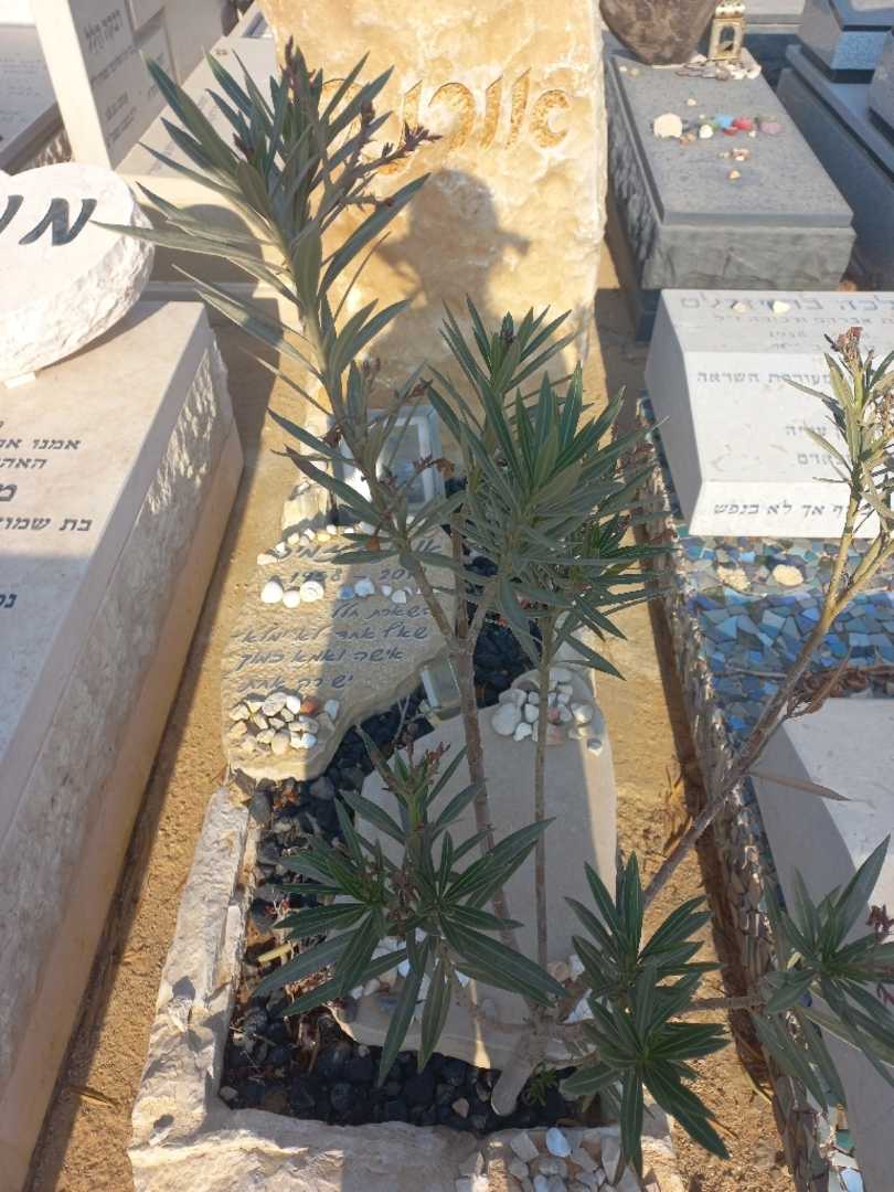 קברו של אורנה זמיר. תמונה 1