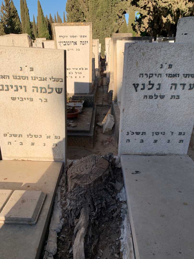 קברו של עדה גלנץ. תמונה 1