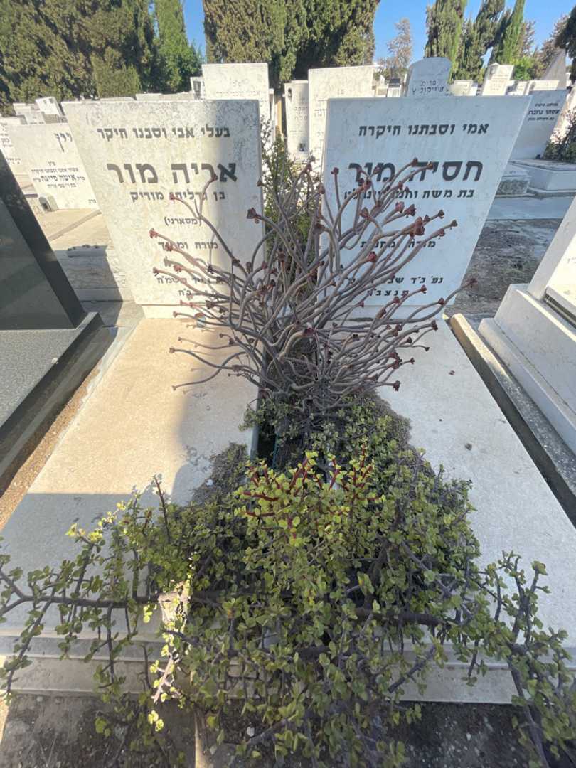קברו של אריה מור. תמונה 1