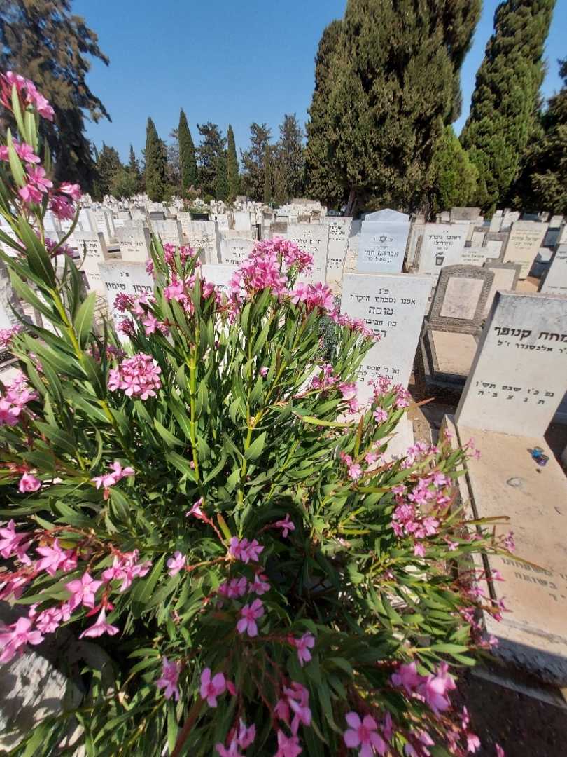 קברו של דוד הבי. תמונה 1