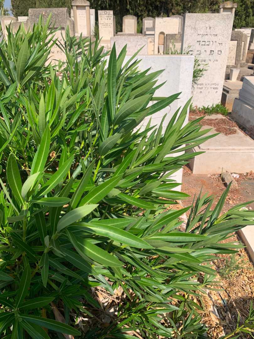 קברו של זאב ירושלמי. תמונה 1