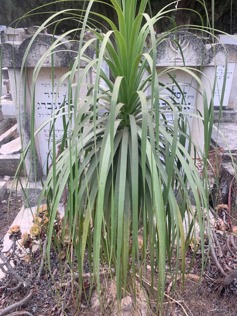 קברו של דוד אייזנברג. תמונה 2