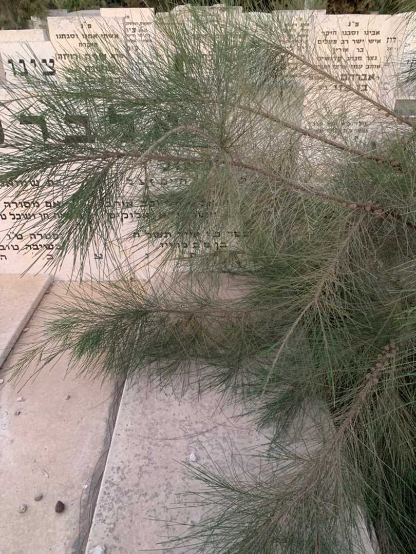 קברו של שאול אלברט. תמונה 2