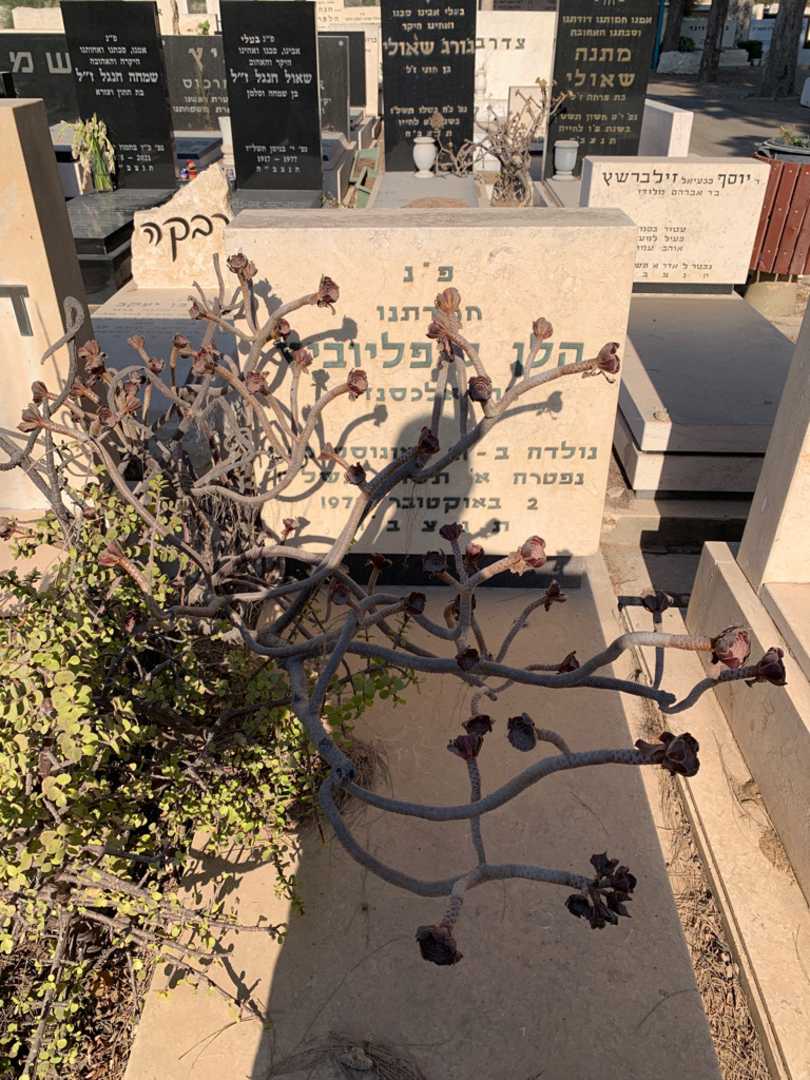 קברו של הלן קופליוביץ. תמונה 1