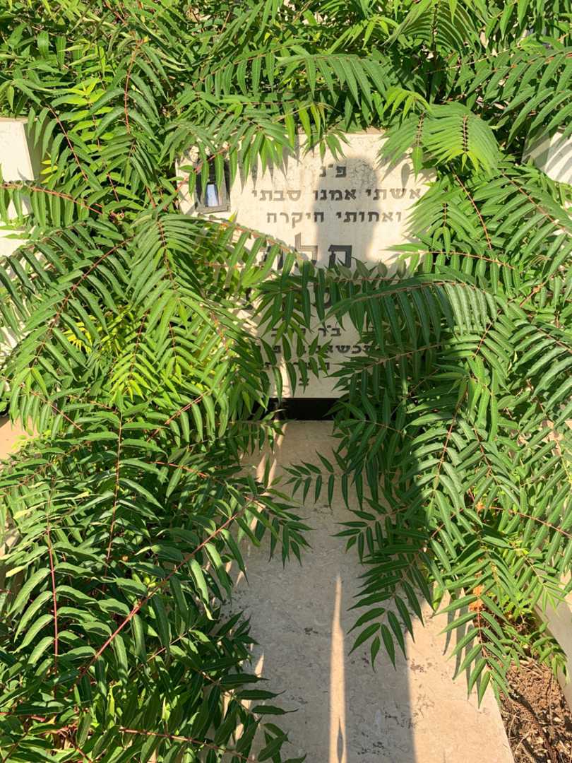 קברו של הלה שולקינד. תמונה 1